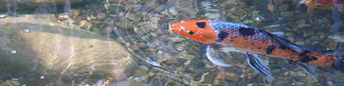 CrystalClear Algae D-Solv Feature Image