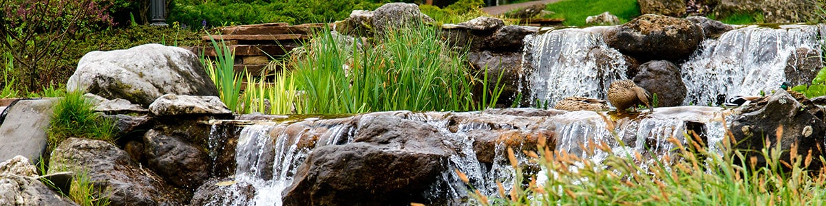 Waterfalls and Aquatic Plants