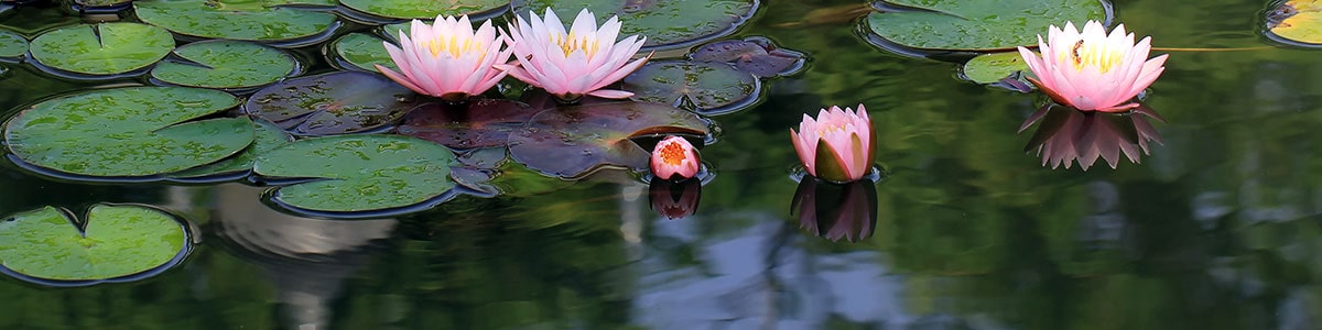 Pink Lilies in Water Garden