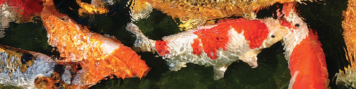 Crowded Koi Pond